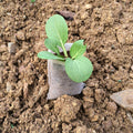 200x Sacs de culture biodégradables en non-tissé, adaptés pour les pépinières, les semis et le jardin.